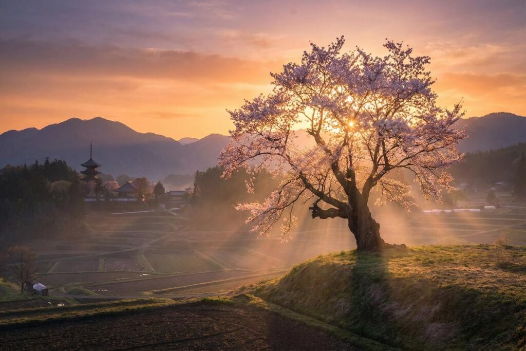 success-therapy-core